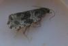 Orthotaenia undulana